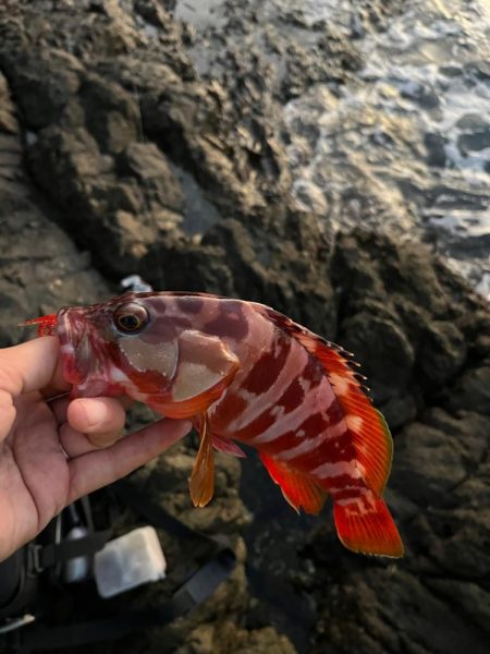 尾鷲根魚釣り