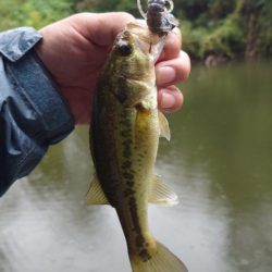 秋の数釣り