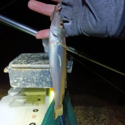 苅屋海岸のキス釣り