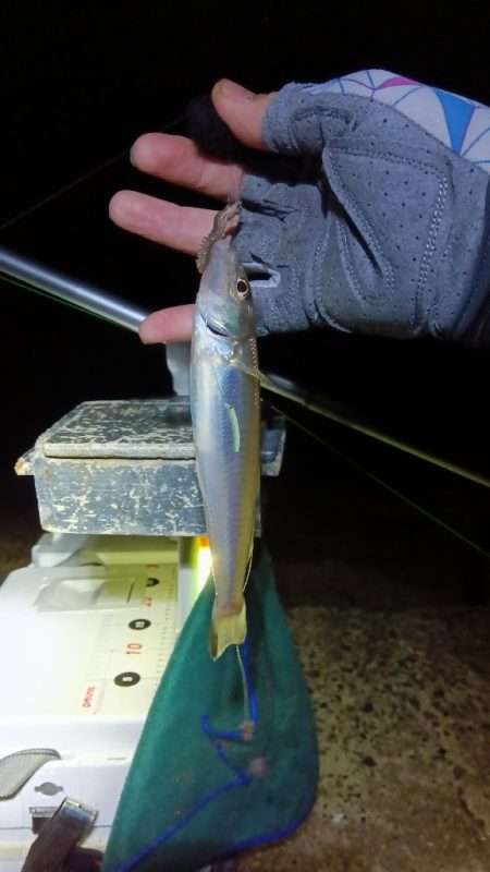 苅屋海岸のキス釣り