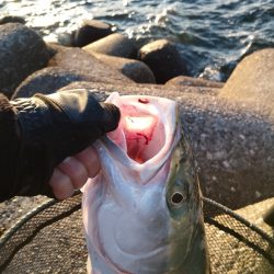 釣れるとは思わなかった…