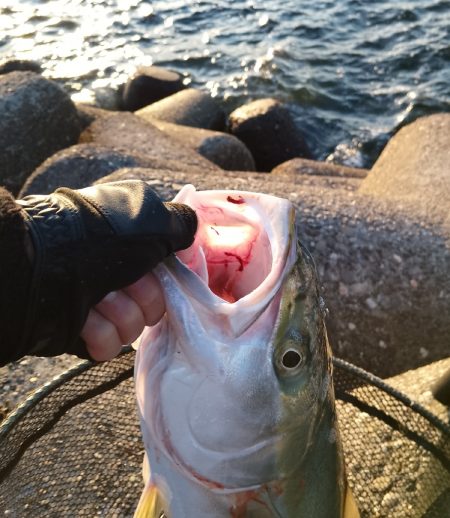 釣れるとは思わなかった…