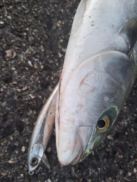 青物釣行