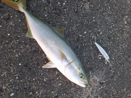 青物釣行