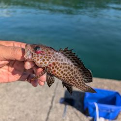 陸っぱり釣行記