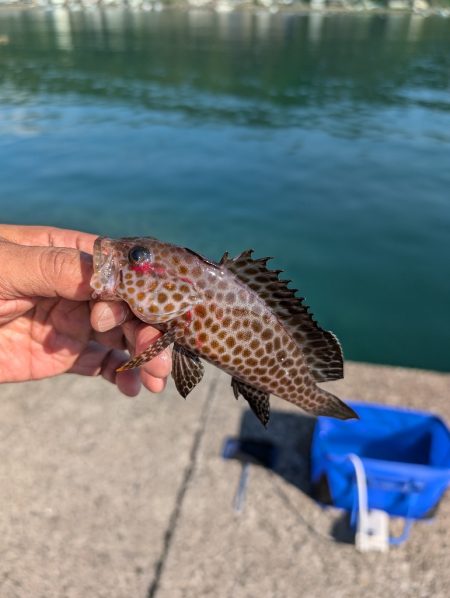 陸っぱり釣行記