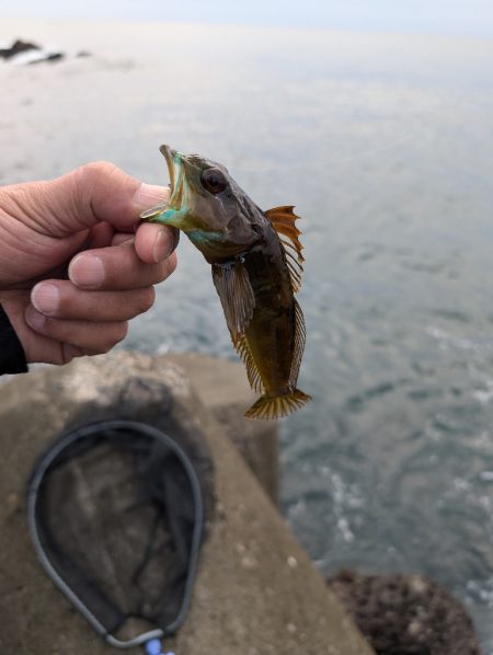 陸っぱり釣行記