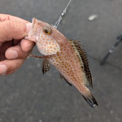 陸っぱり釣行記