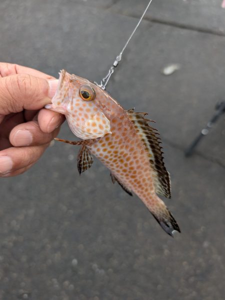 陸っぱり釣行記