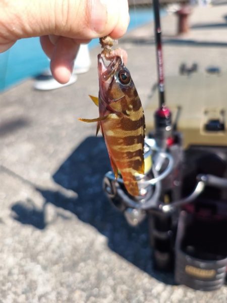 イカが釣れないので五目釣り