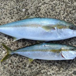 久しぶりの釣行でまさかのヒラマサげっと！