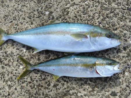 久しぶりの釣行でまさかのヒラマサげっと！