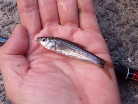 活性高く、楽しい小物釣り