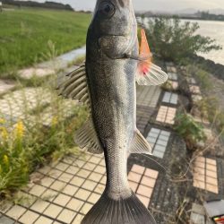 大野川ルアー釣り