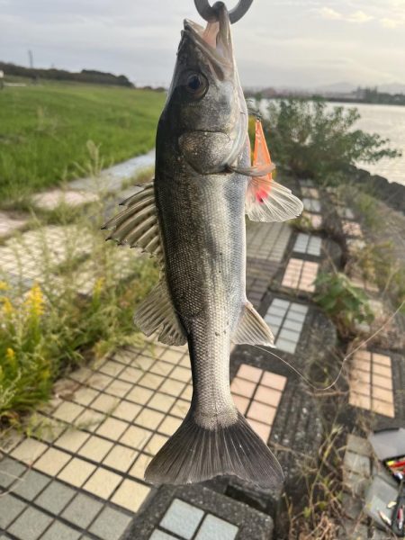 大野川ルアー釣り