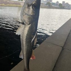 博多湾　河口でルアー釣り