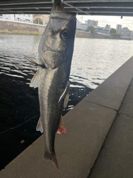 博多湾　河口でルアー釣り