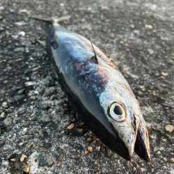 ★★初めてのマグロその後は青物連発★★