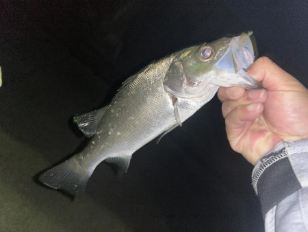 朝練メッキと夜練セイゴ