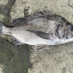 イチノ兄弟、釣果！