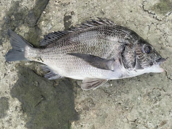 イチノ兄弟、釣果！