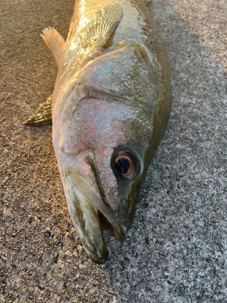 スズキ釣れました♪