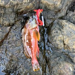 尾鷲根魚釣り