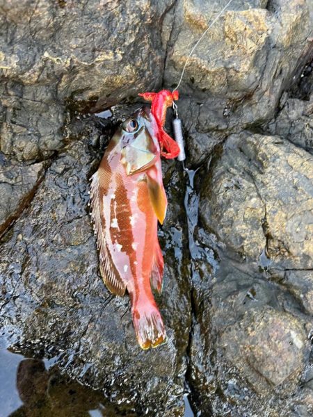 尾鷲根魚釣り