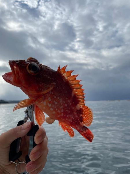 久しぶりの船釣り🎣