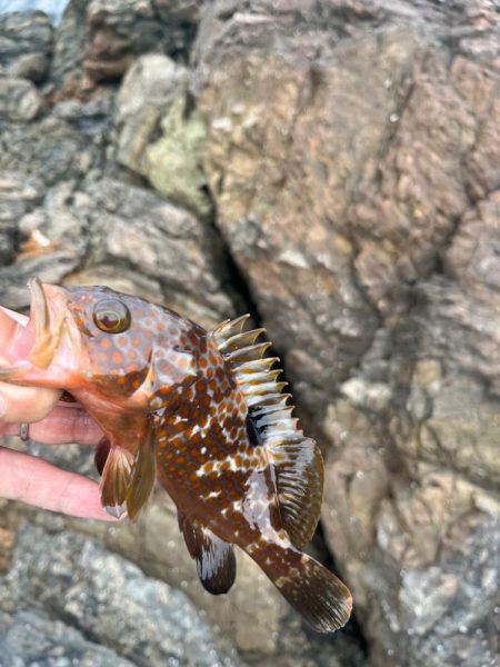 小浜秋のライトロック