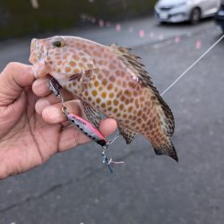 陸っぱり釣行記