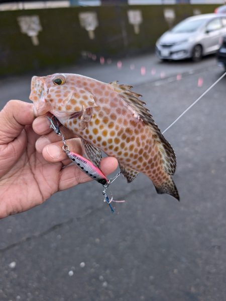 陸っぱり釣行記