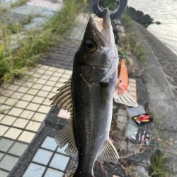 大野川ルアー釣り