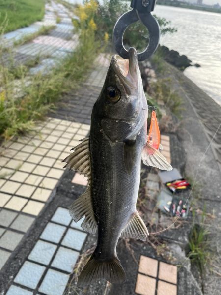 大野川ルアー釣り