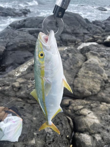 波戸岬でロックショア