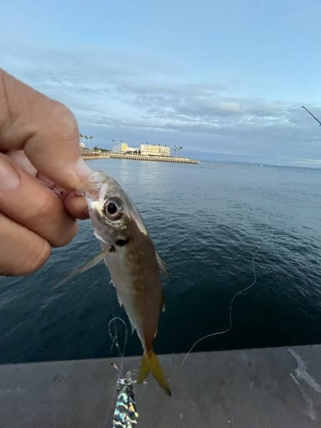 人マジシャン　魚少なめ