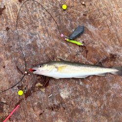 遂に出た！！マツカワガレイ！！カジカ！！コマイ！！北海道最後の釣り！！