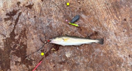 遂に出た！！マツカワガレイ！！カジカ！！コマイ！！北海道最後の釣り！！