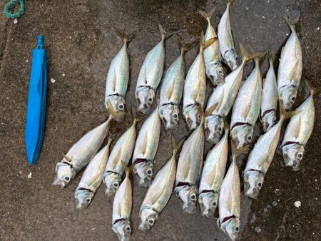 デカアジ釣れます