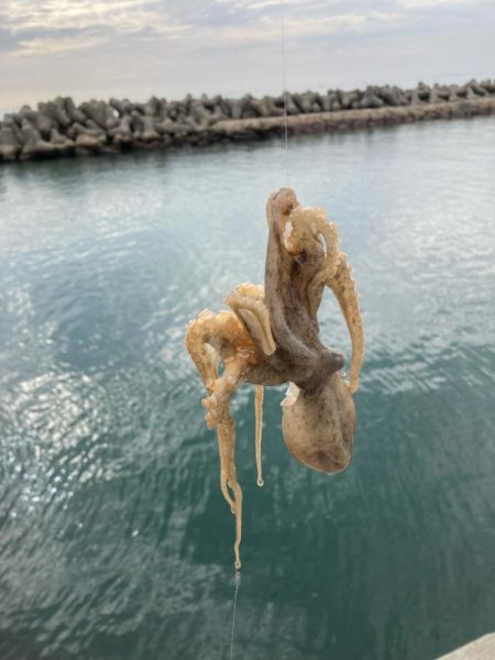 魚住〜江井ヶ島釣行！