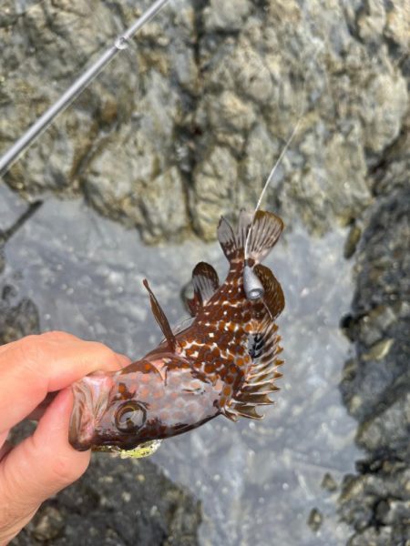 小浜秋のライトロック