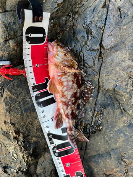 尾鷲根魚釣り