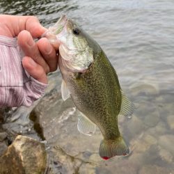 秋の北湖で数釣り