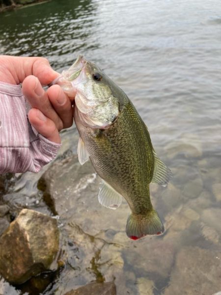 秋の北湖で数釣り