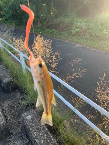 朝一のバス活