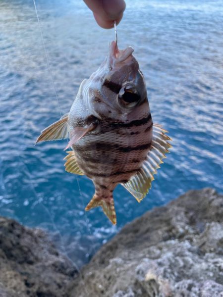 多種多様釣れてます！但しサイズが伸びない！