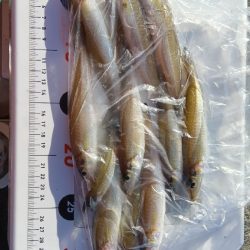 苅屋海岸のキス釣り