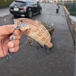 陸っぱり釣行記