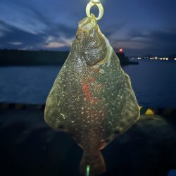 遂に出た！！マツカワガレイ！！カジカ！！コマイ！！北海道最後の釣り！！