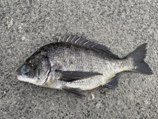 イチノ兄弟、釣果！